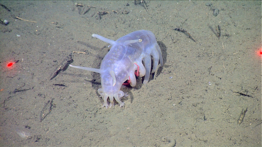 Deep ocean communities impacted by changing climate