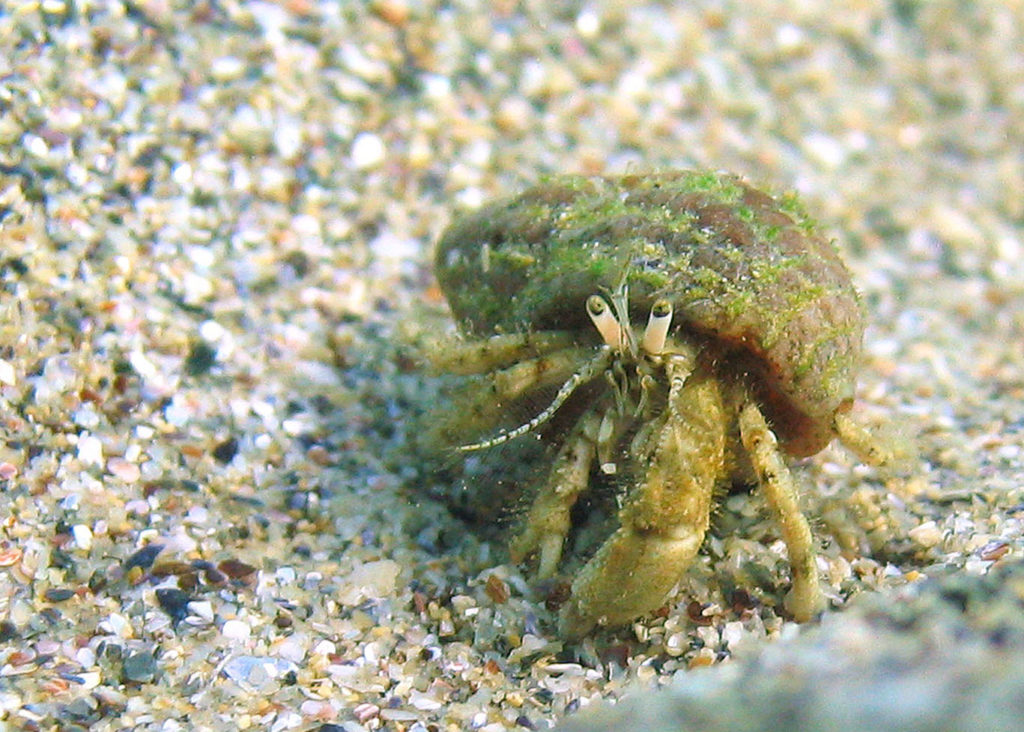 Expansion of Mediterranean hermit crabs into the North Sea thanks to climate change