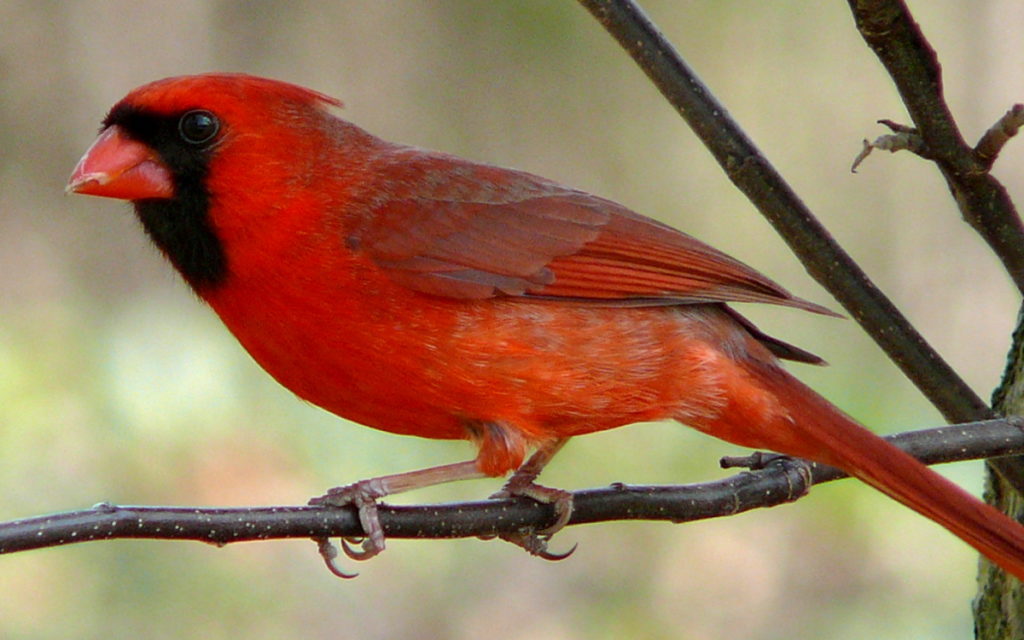 Climate change alters cast of winter birds