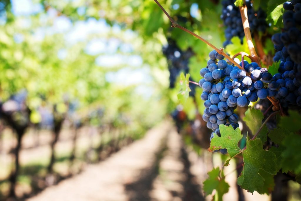 What influences the flavor of different wines?