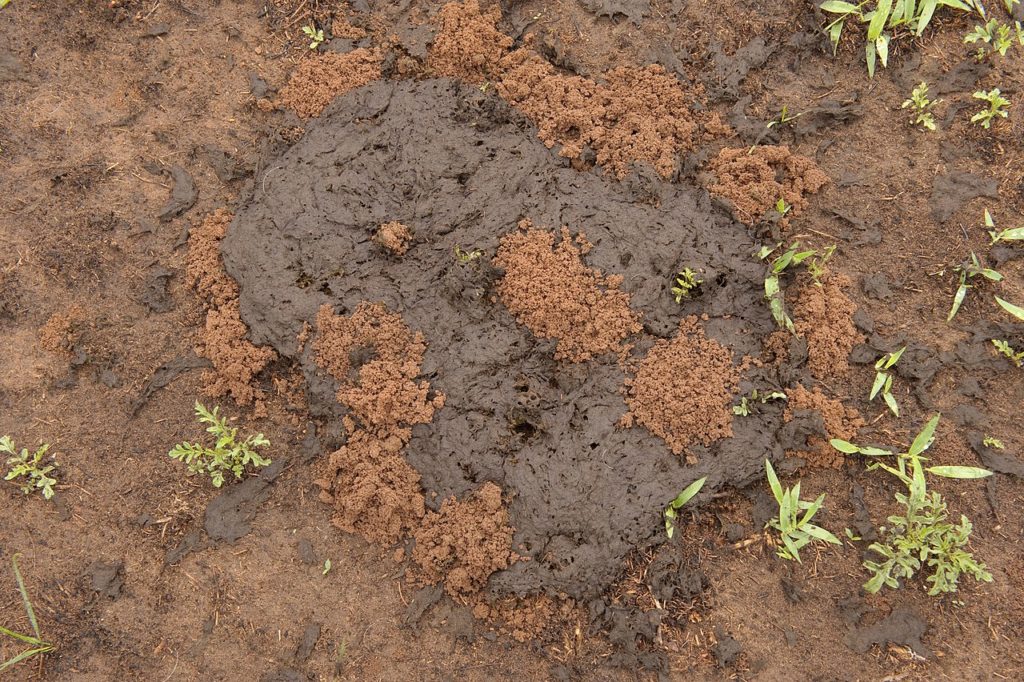 What kind of bacteria will eat you when you die?