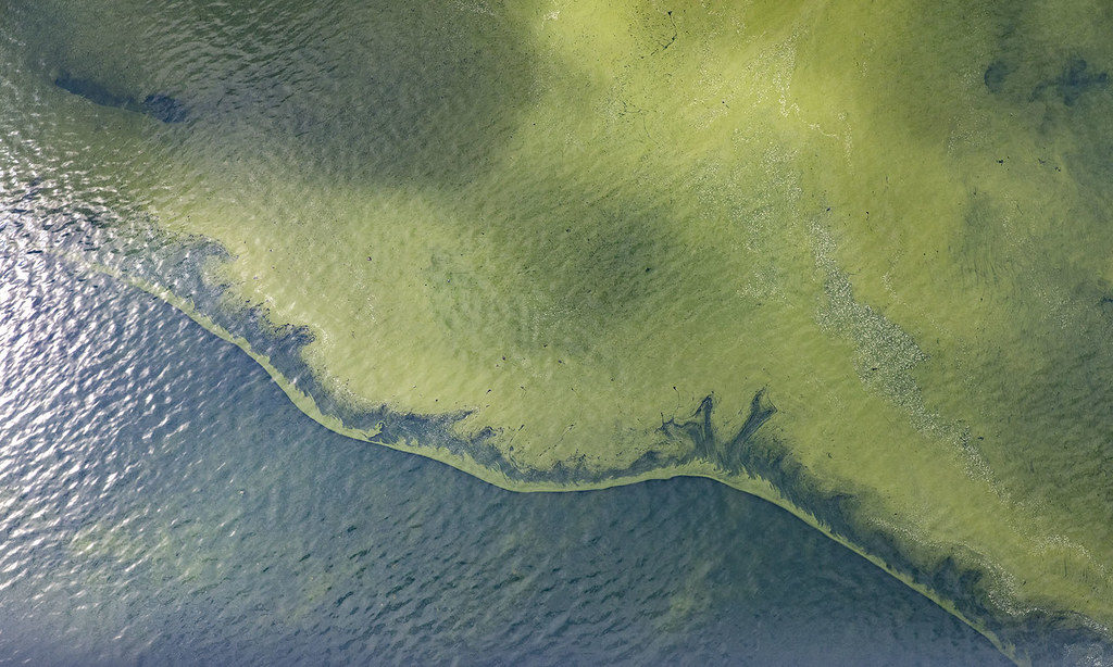 Cyanobacteria can teach us about climate adaptation