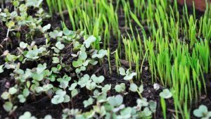 microgreens in dirt