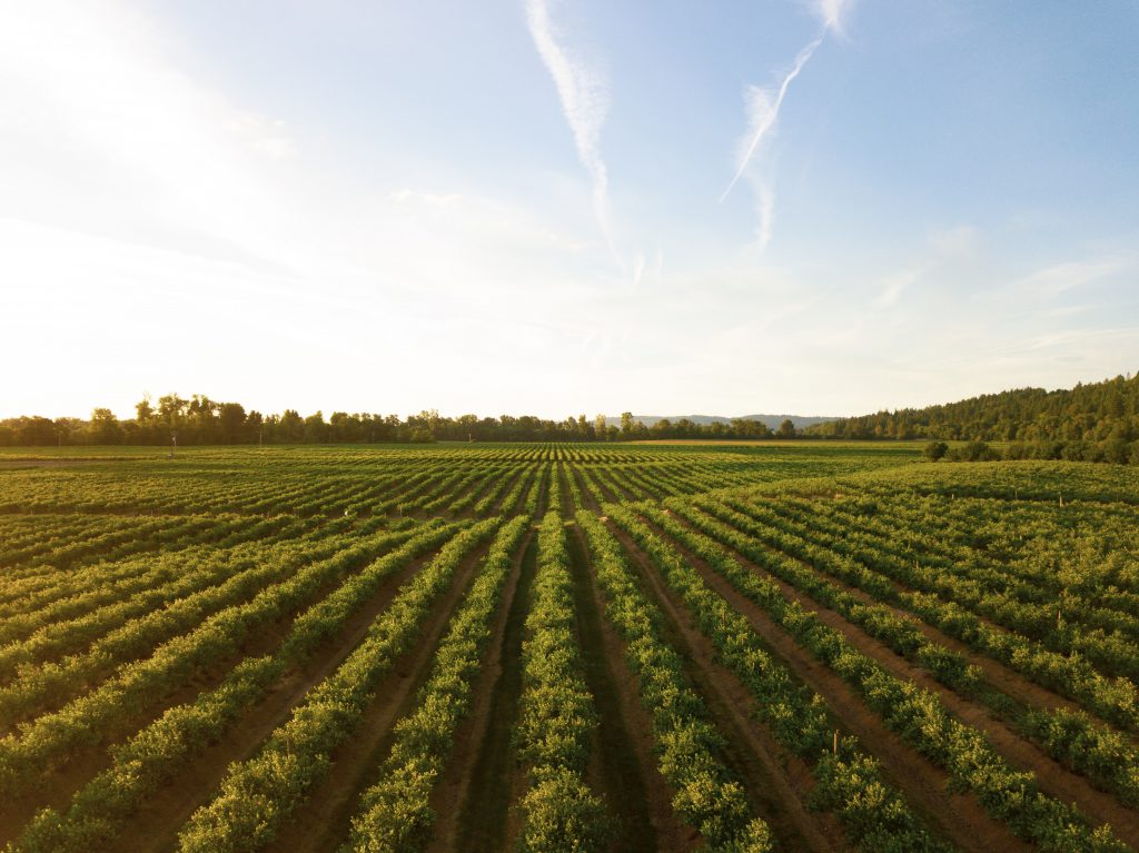 Symbiotic fungi can save farm crops during droughts