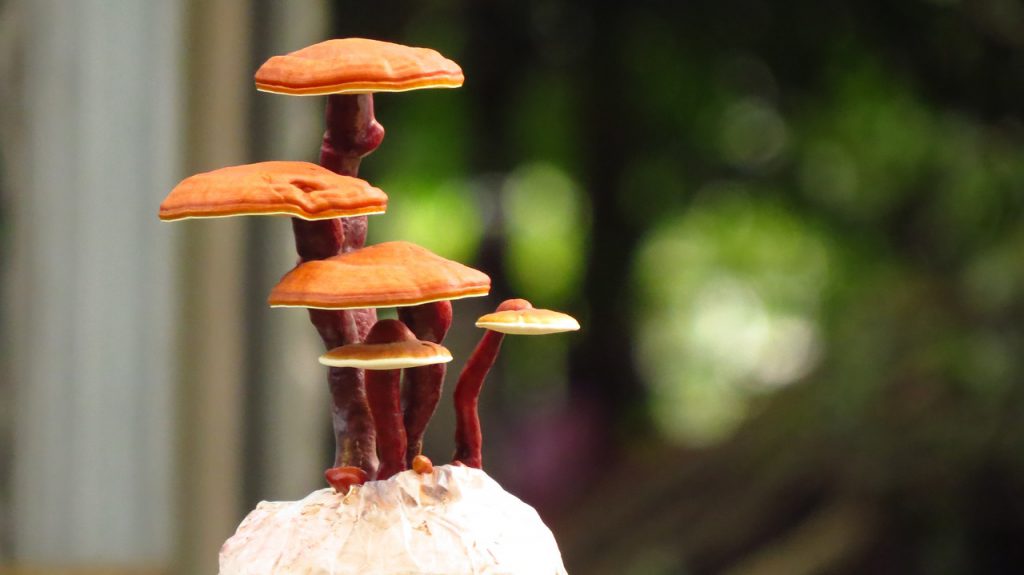 Using Reishi mushrooms to filter methane out of the atmosphere