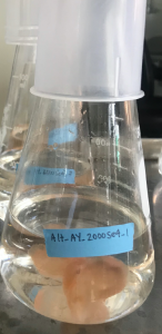 Alternaria
