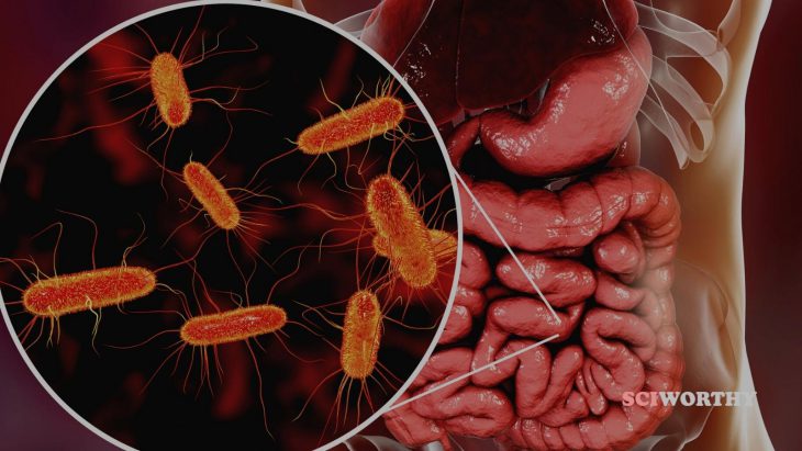 New lab technique improves how we study the microbiome