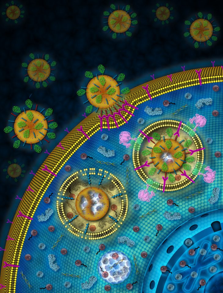 Using nanoparticles to treat osteoporosis