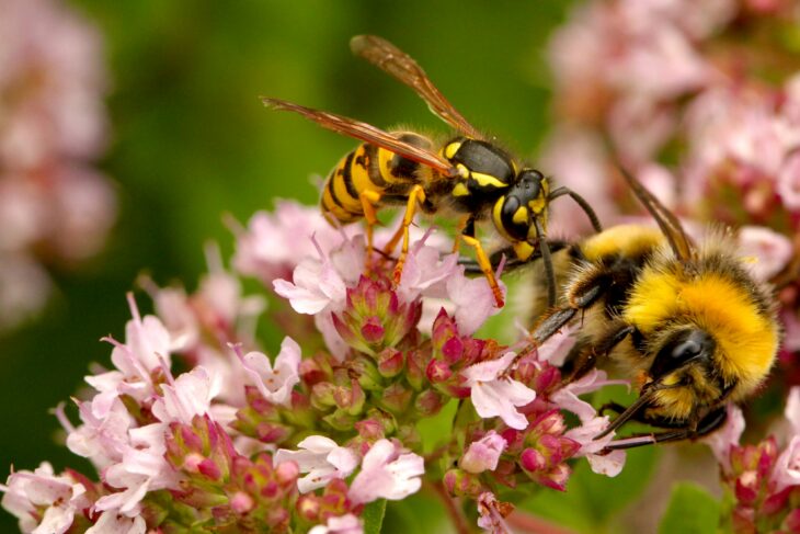 black and yellow bee on pink flower