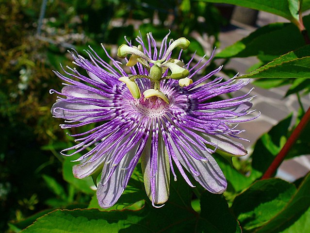 Purple passionflower