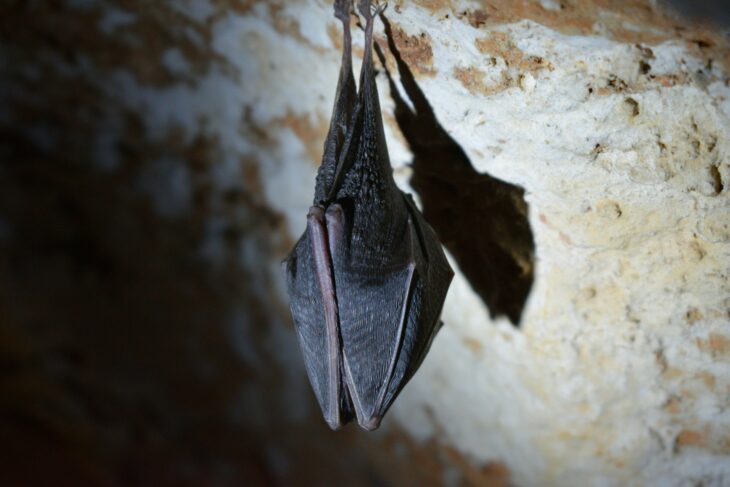 Bat hanging upside down in a cave