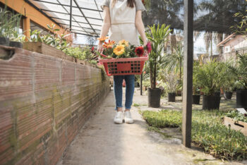 Woman holding container of colorful flowers in greenhouse