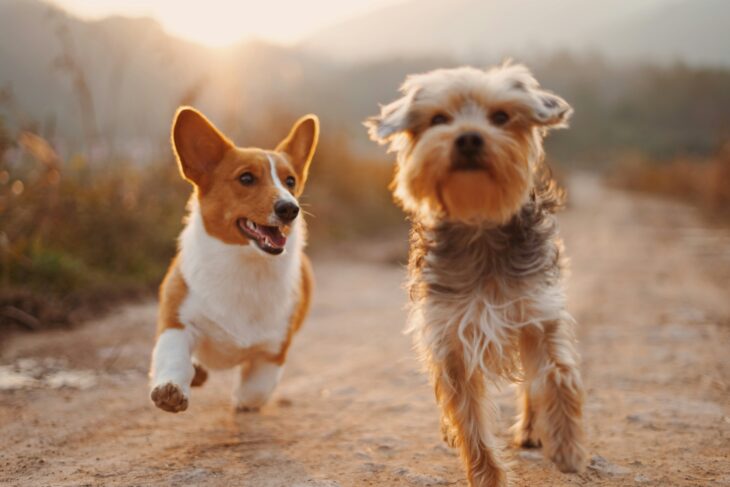 Two white and brown dogs running