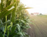 Corn field at sunset