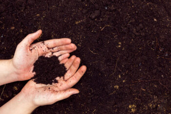 Hands holding soil
