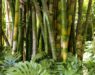 Botanical bamboo forest in daylight